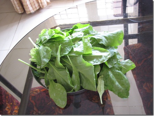 MyGarden 1080