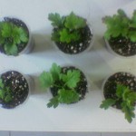 Chrysanthemum cuttings