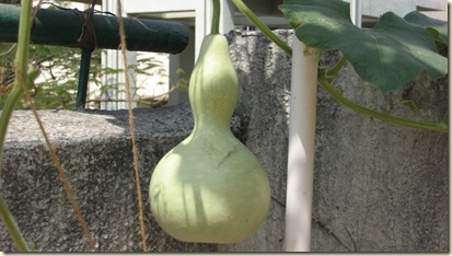 Gourd Pictures 004-mod1