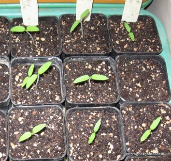 Growing Tomatoes From Seed How To Plant Tomato Seeds Geekgardener,Broccolette Recipe