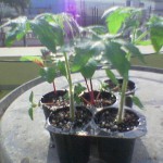 Tomato seedling.