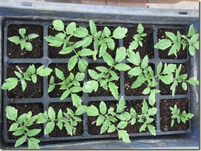 Growing tomatoes in grow bags