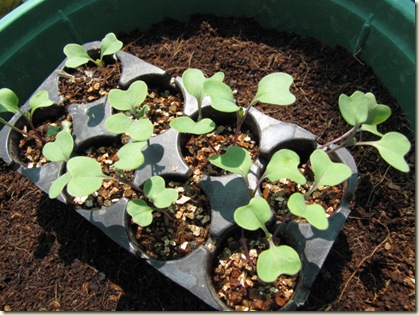 MyGarden 1046