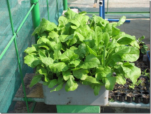 MyGarden 1079