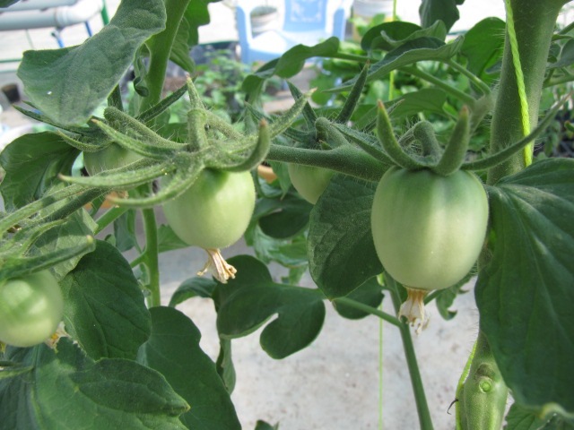 Ruler measuring growth on a newly planted tomato plant in a