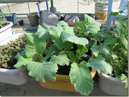 MyGarden 1099