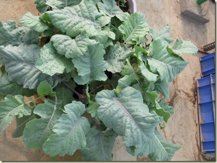MyGarden 1147