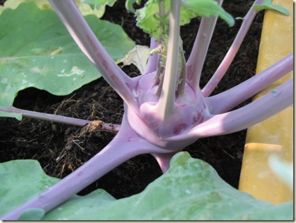 MyGarden 1148