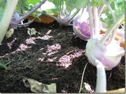 MyGarden 1226