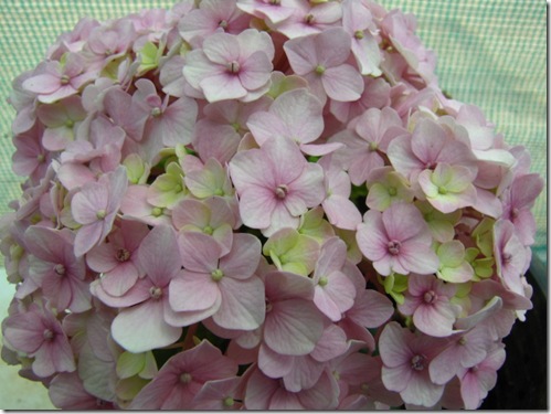 MyGarden 1307