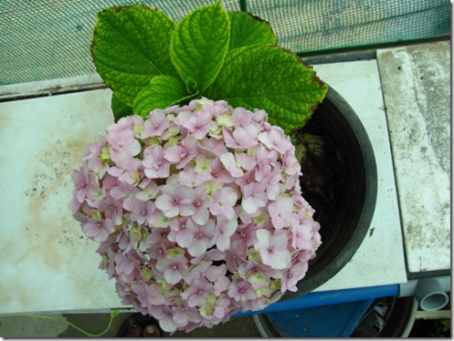 MyGarden 1309