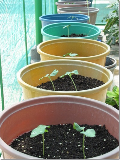 okra seedlings containers