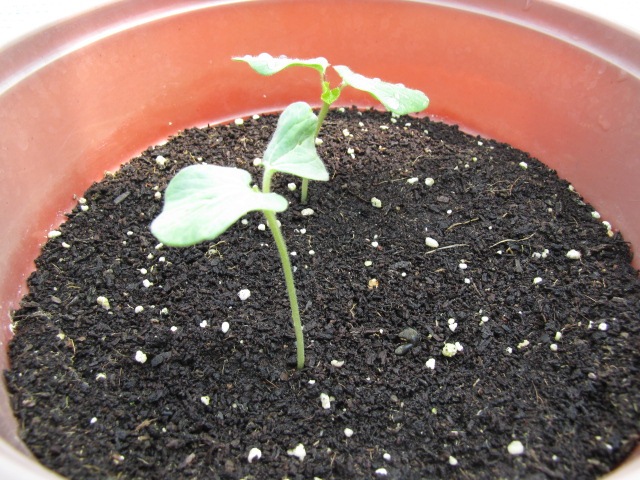 Okra Germination