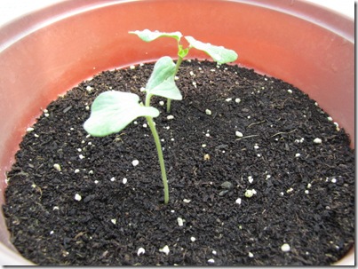 okra seedlings
