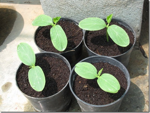 beit alpha cucumber seedless seedlings