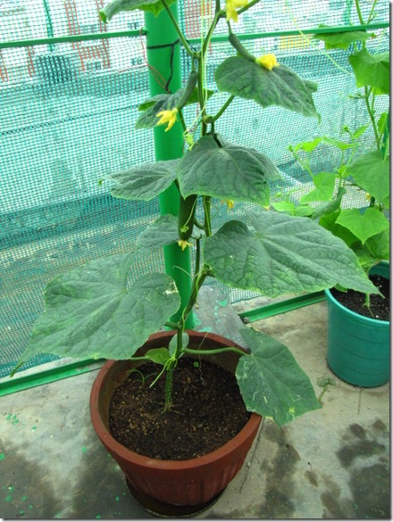 1 Month old cucumber