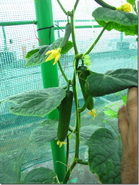 seedless cucumber 