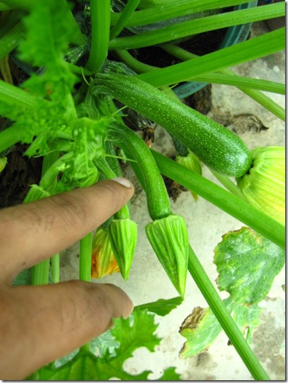 zucchini female flower