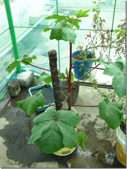 alabama red okra