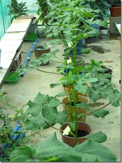 one month old okra plants