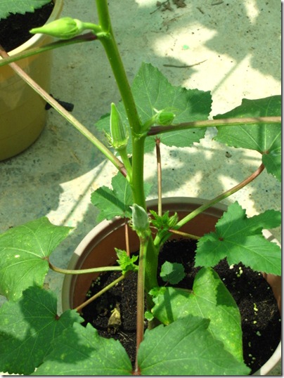 okra plants with pods