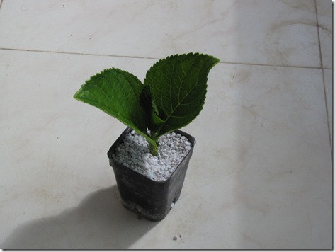 MyGarden 1519