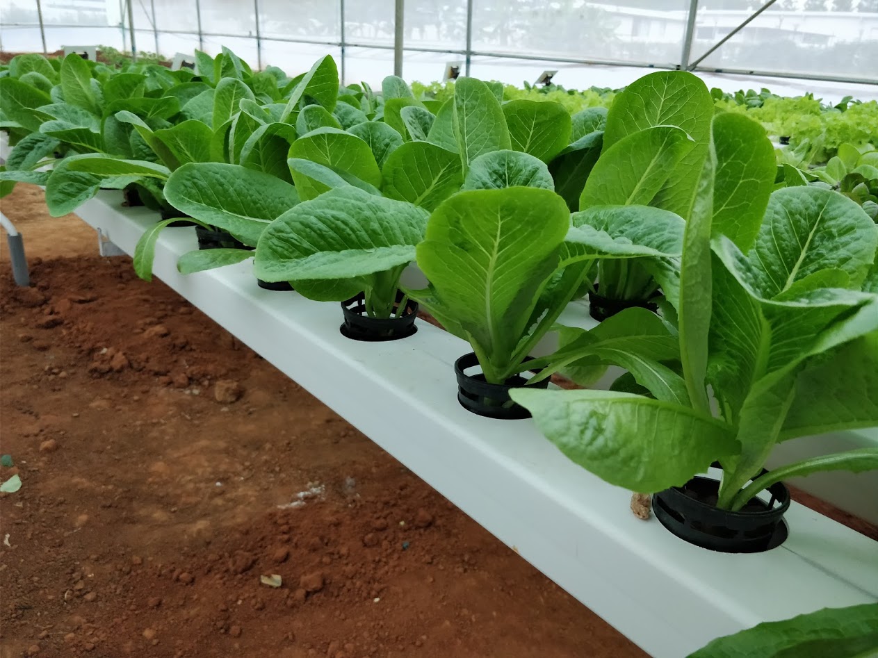 Growing Romaine Lettuce or Cos Lettuce in Hydroponics | Commercial