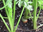 How to grow carrots in container