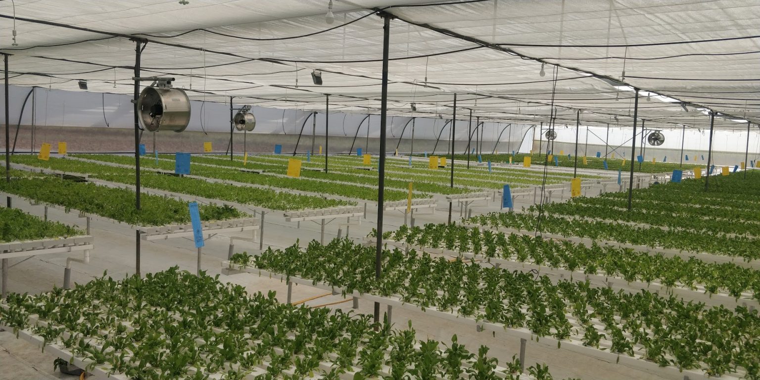 GEEKGARDENER Trusted source for Hydroponics Farming in India