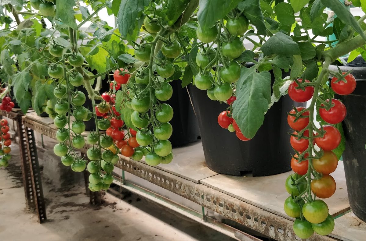 Commercial Hydroponics Tomato
