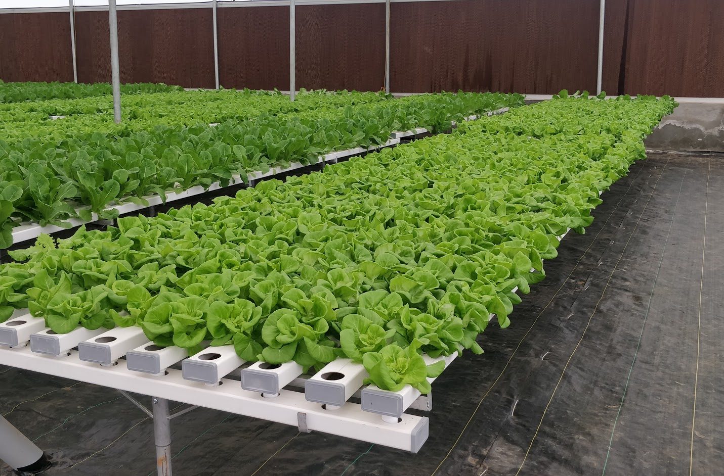 Commercial Hydroponics Farm India