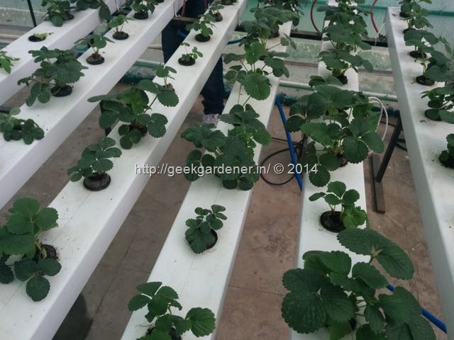 Geekgardener Nft Strawberry 148 Geekgardener 5485