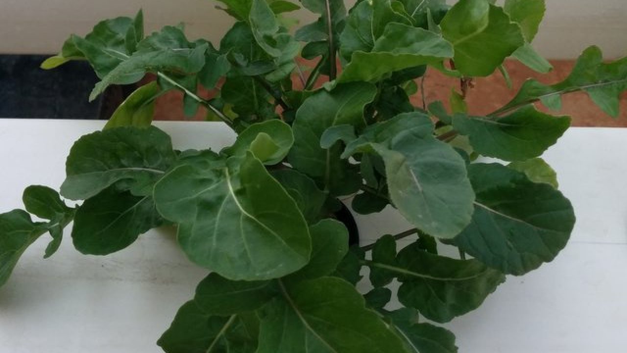 Growing Arugula How To Grow Arugula In Your Garden Geekgardener
