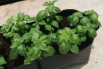 Growing Basil in Containers