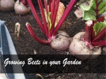 Growing Beets - How to grow Beets