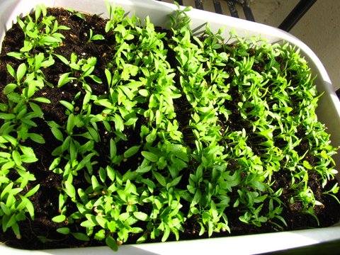 cilantro growing grow coriander pot leaves plant geekgardener pots farming hydroponics india