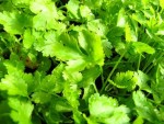 Growing Coriander at home