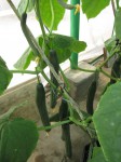 Growing Cucumbers - How to grow cucumbers