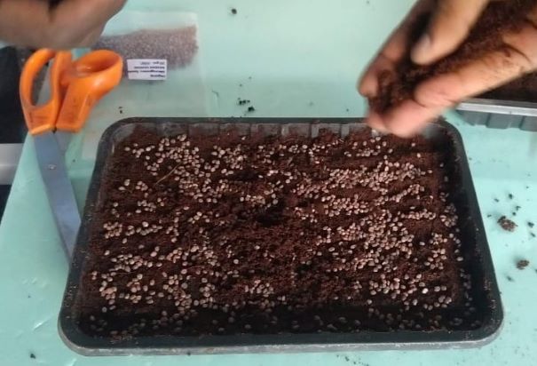 Sowing microgreens in trays