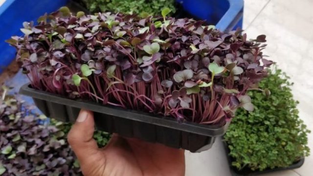 Red Sango Radish Microgreens Ready for harvest