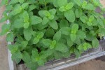 Growing Mint - How to grow Mint in your garden
