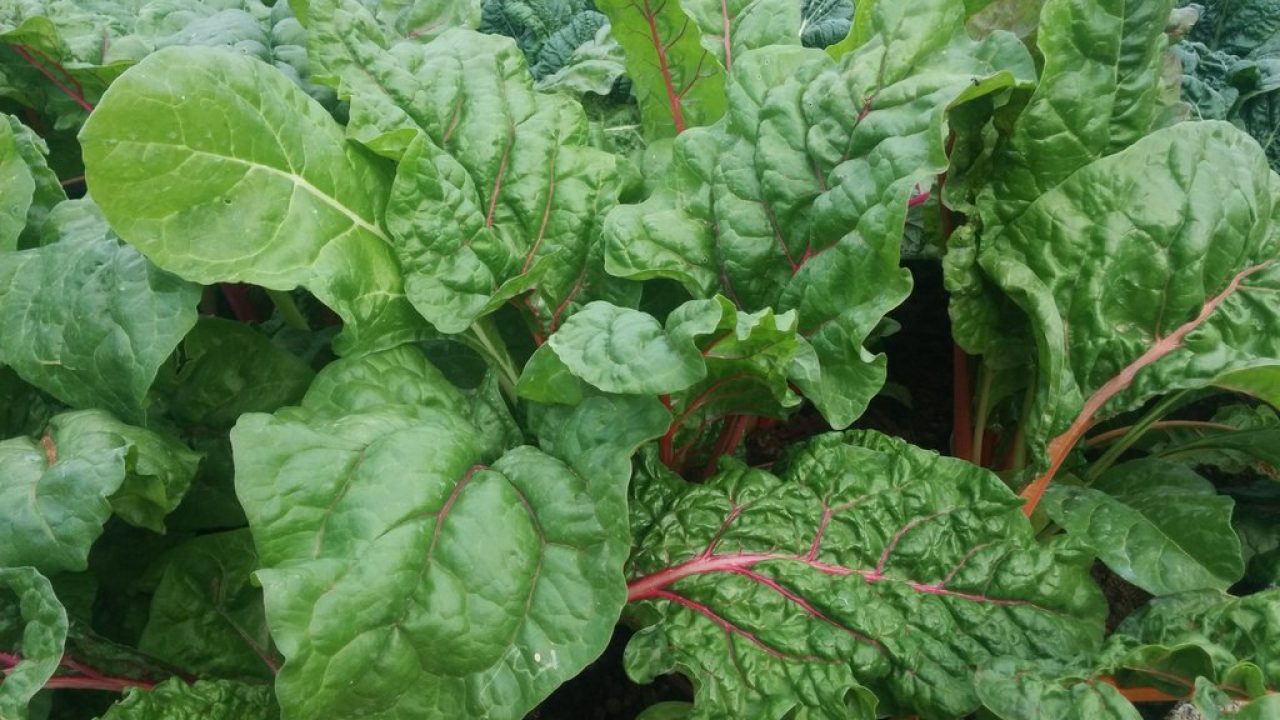 Growing Swiss Chard In Your Garden Geekgardener