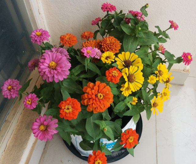 growing zinnia from seed indoors