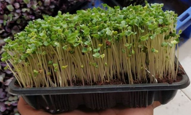 Microgreens ready for harvest
