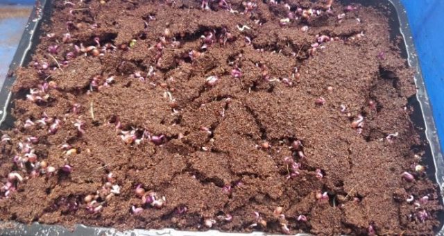 growing microgreens Step by step 