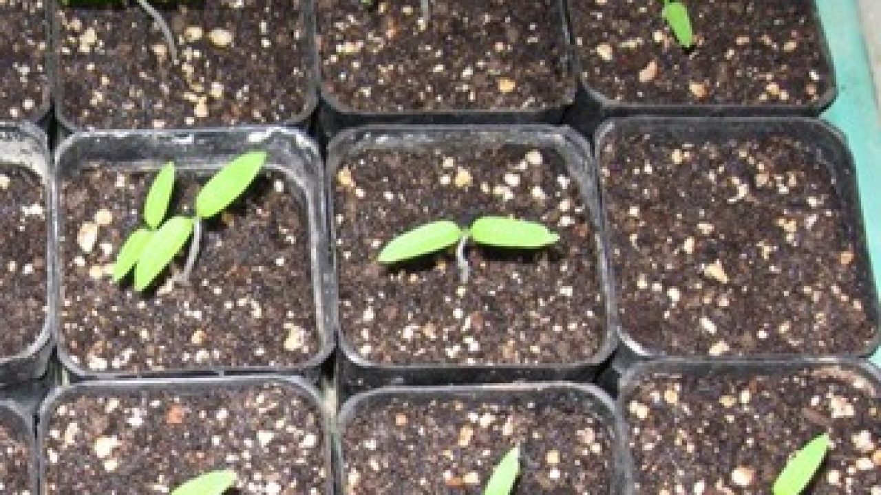 Growing tomatoes from seed–How to plant tomato seeds – GEEKGARDENER