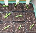 Growing Tomatoes from seed