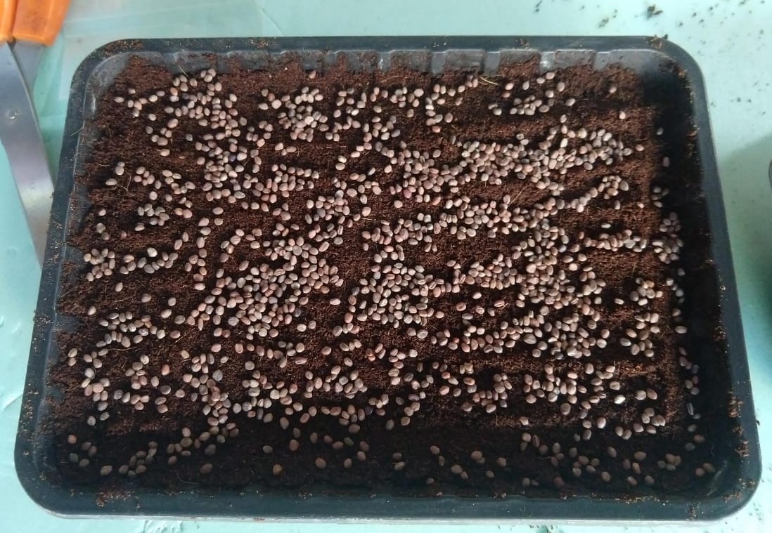 Step by step guide on how to grow microgreens with pictures GEEKGARDENER