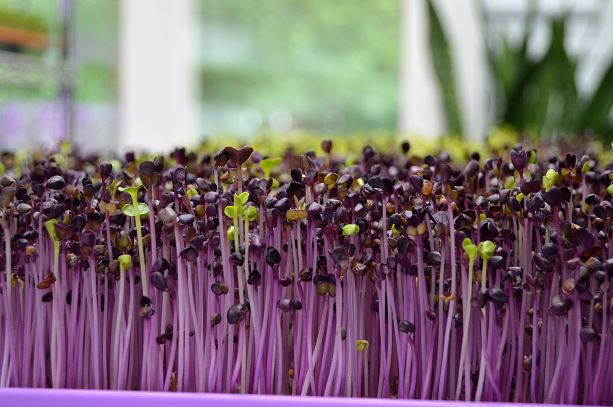 Microgreens seeds 