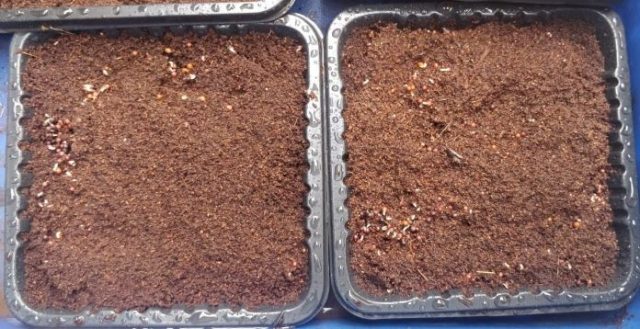 microgreens tray seeds germination